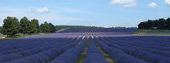 Provence Lavender by Nicephore