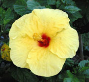 Hawaii State Flower