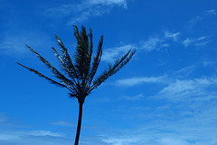 Kohala Coast