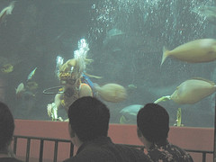 Hawaii Restaurant Aquarium