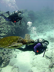 Kohala Coast Scuba Diving