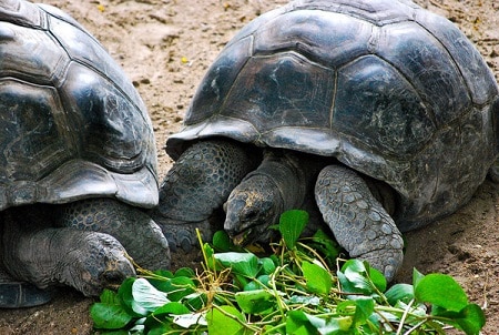 Giant tortoises Mahe Seychelles