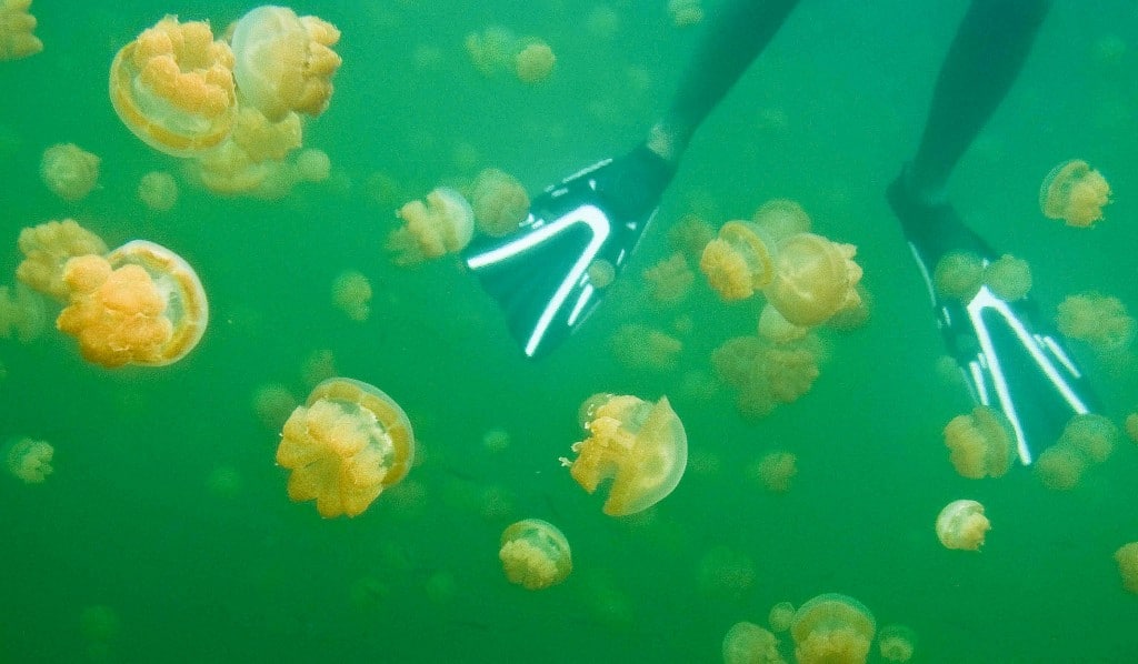 Jellyfish Lake Palau