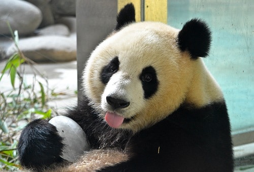 Chengdu Giant Panda Research Base China