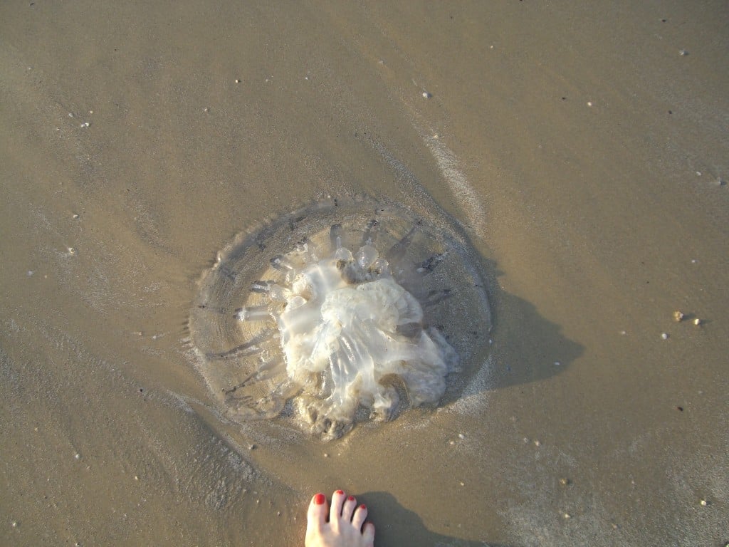 Jellyfish Tel Aviv Beach Israel