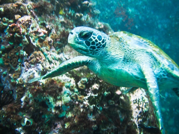 Galapagos Sea Turtle