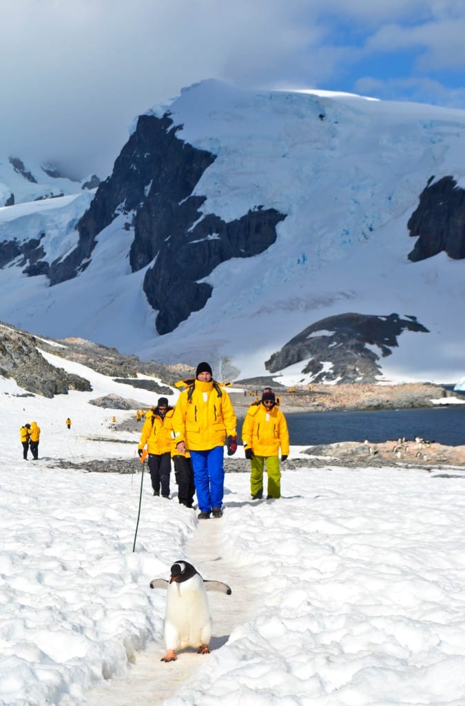 Cuverville Island Antarctica