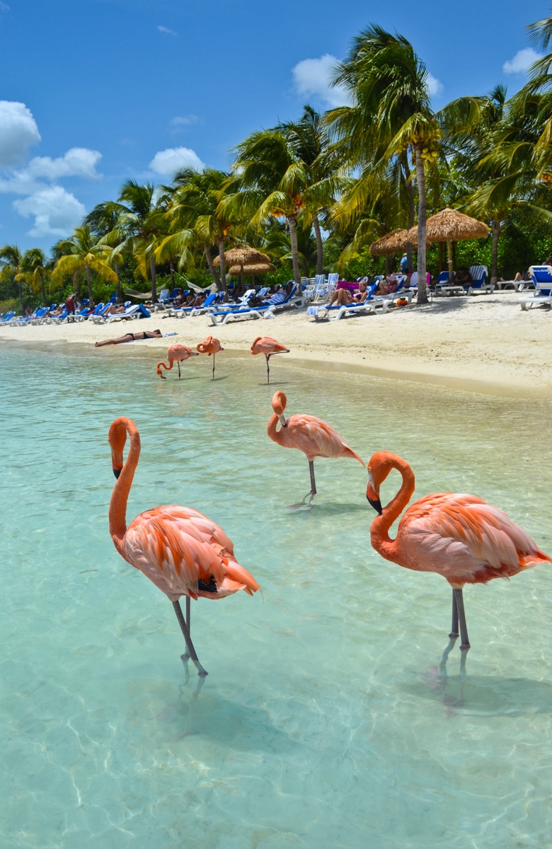 Flamingo Beach Aruba