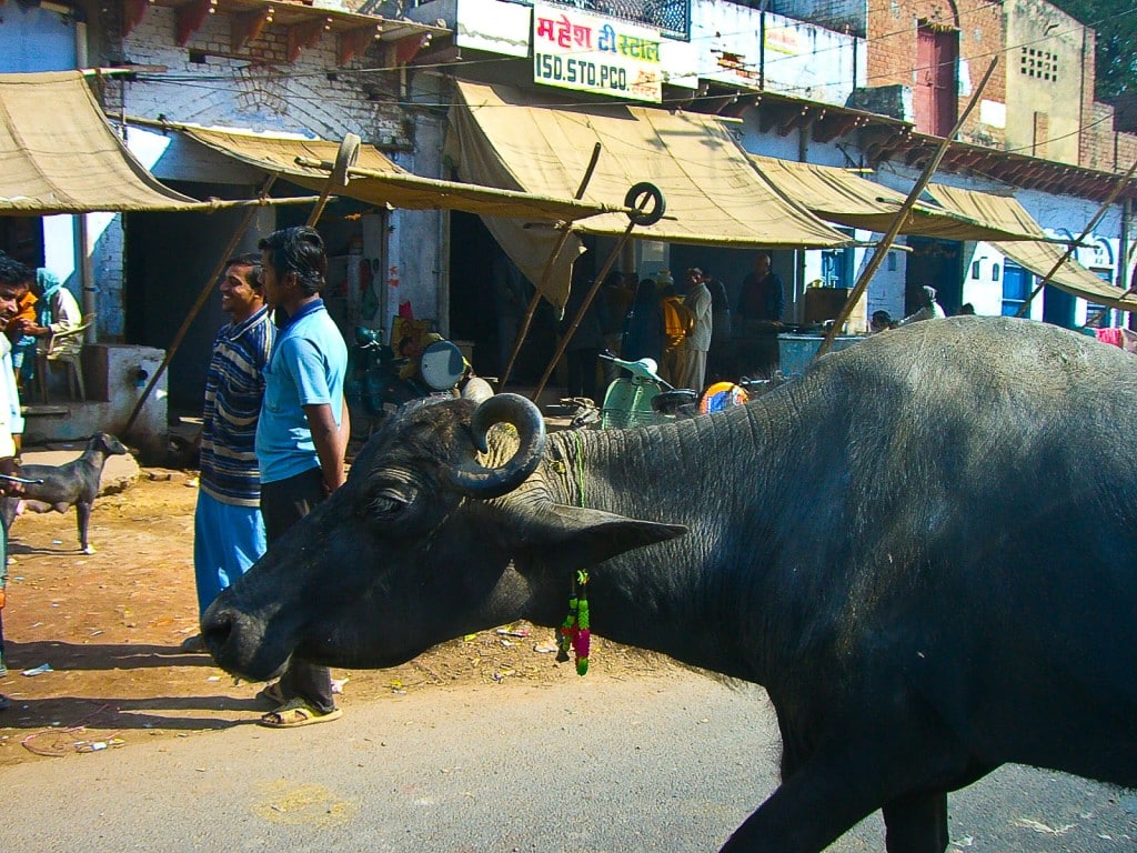 Sacred cows India