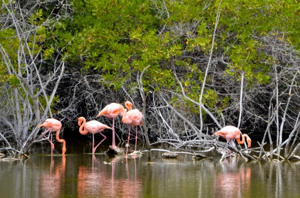 Flamingos, Puerto Villamil, Galapagos
