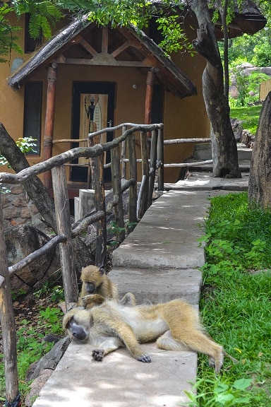 Baboons in Malawi