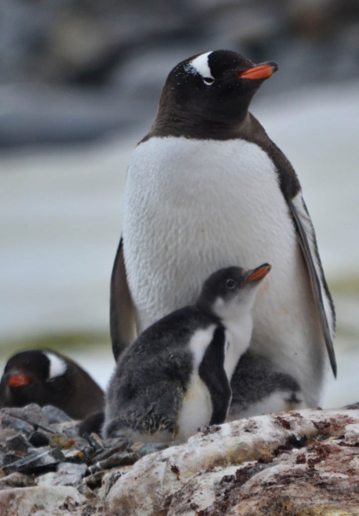 Gentoo penguin Petermann Island Antarctica