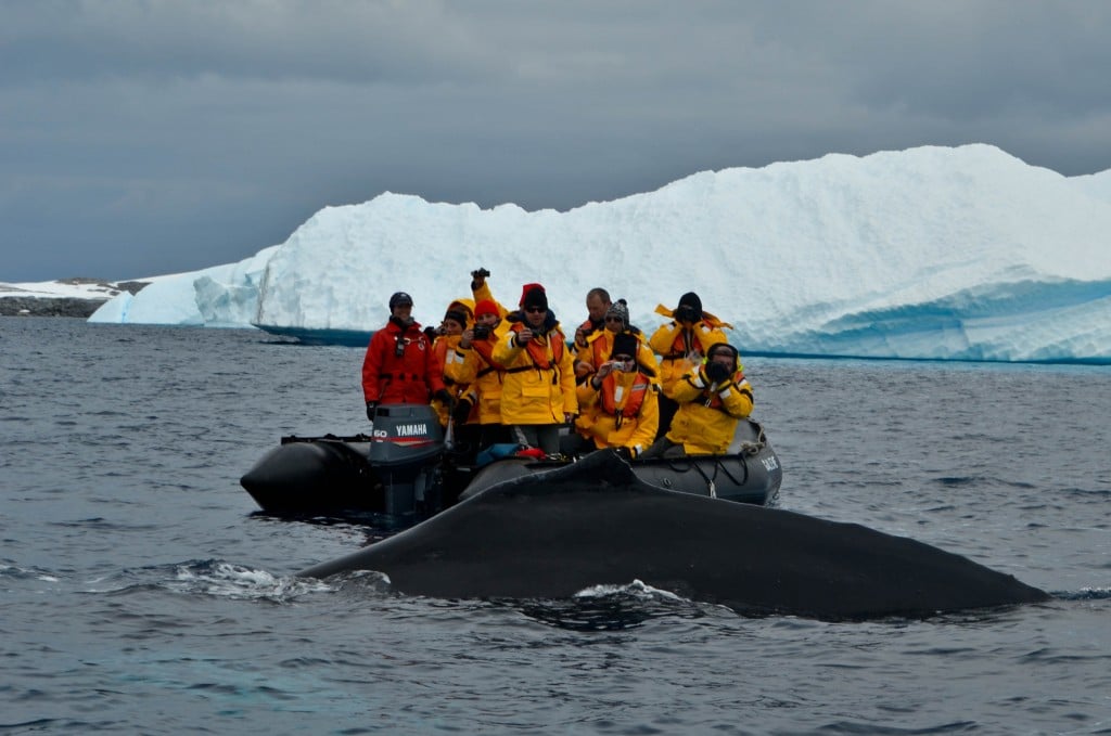 Humpback whale Pleneau Bay Antarctica