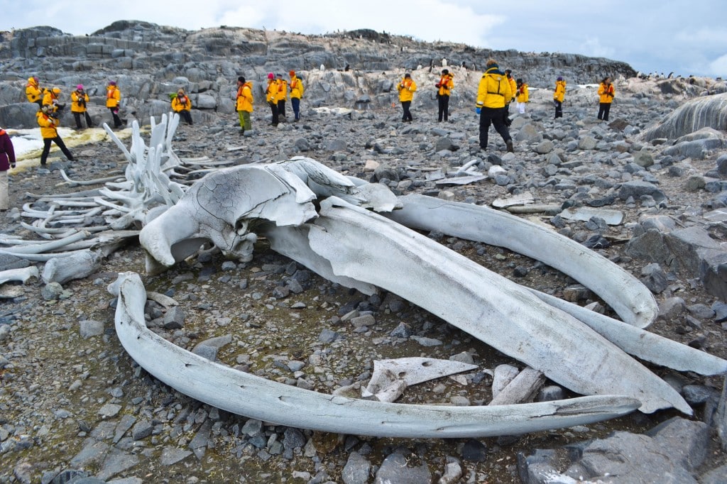 Whale bones Jougla Island Antarctica