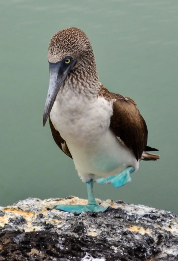 Blue Footed Booby Santa Cruz Galapagos