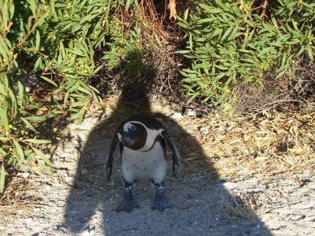 penguin Robben Island South Africa