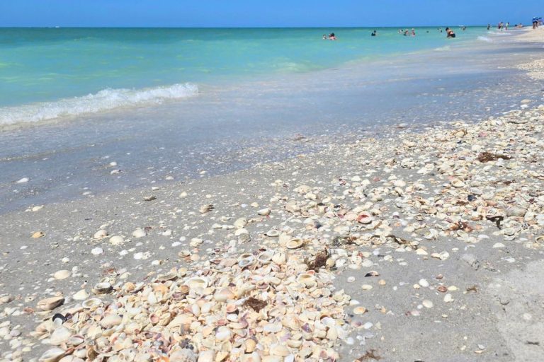 The First-Timer’s Guide to Sanibel Island, Florida: The Seashell Capital of the World🐚