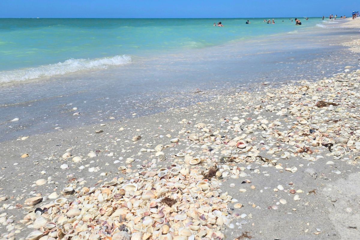 Shells on Bowmans Beach Sanibel Island Florida