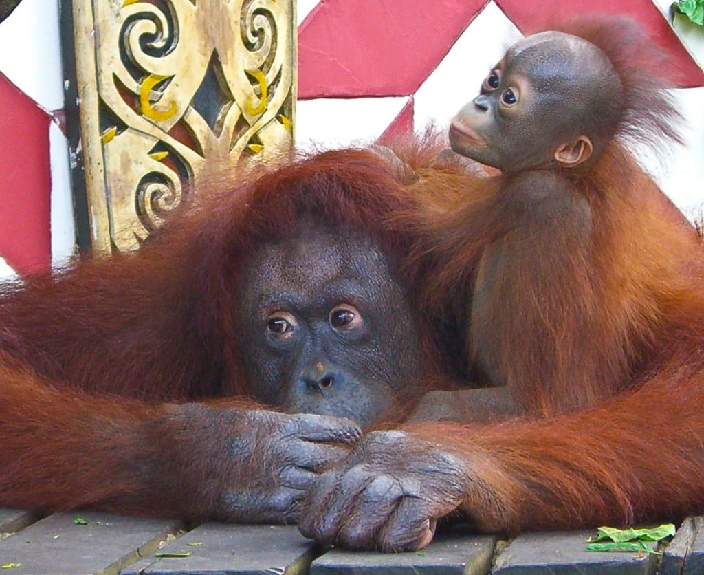 Orangutans Singapore Zoo