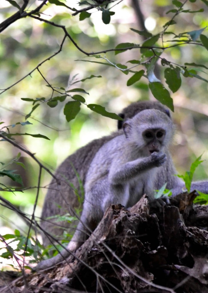 Velvet monkeys Victoria Falls Zimbabwe